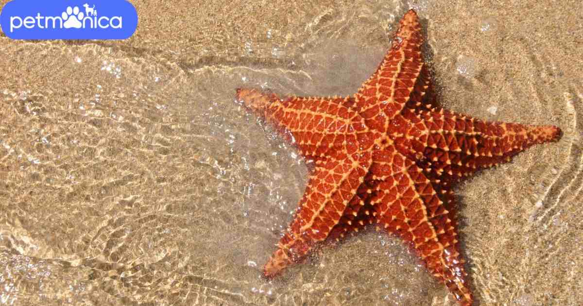 Starfish Names