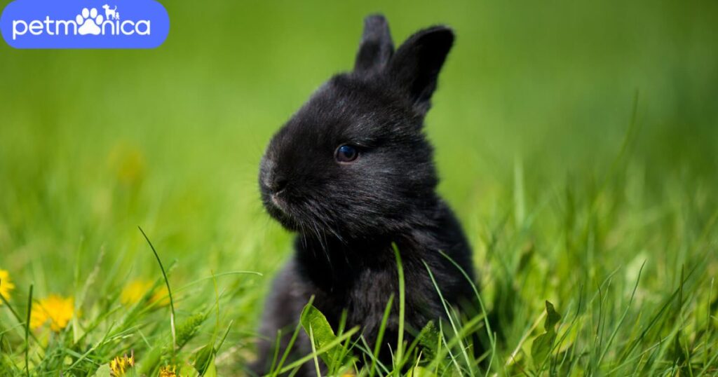 Unique Black Rabbit Names