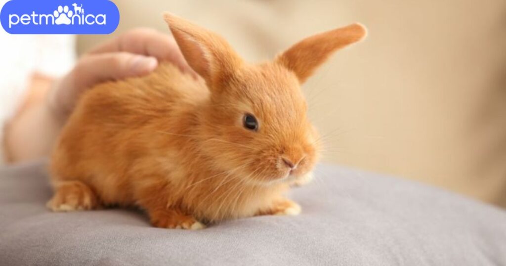 Unique Brown Rabbit Names