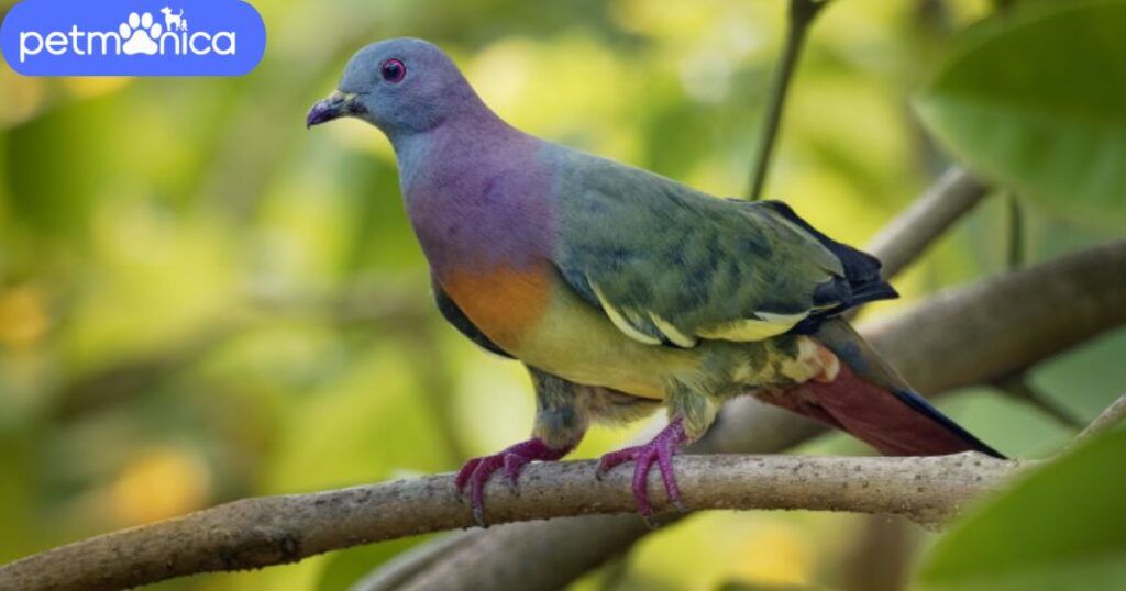 Unique Dove Names