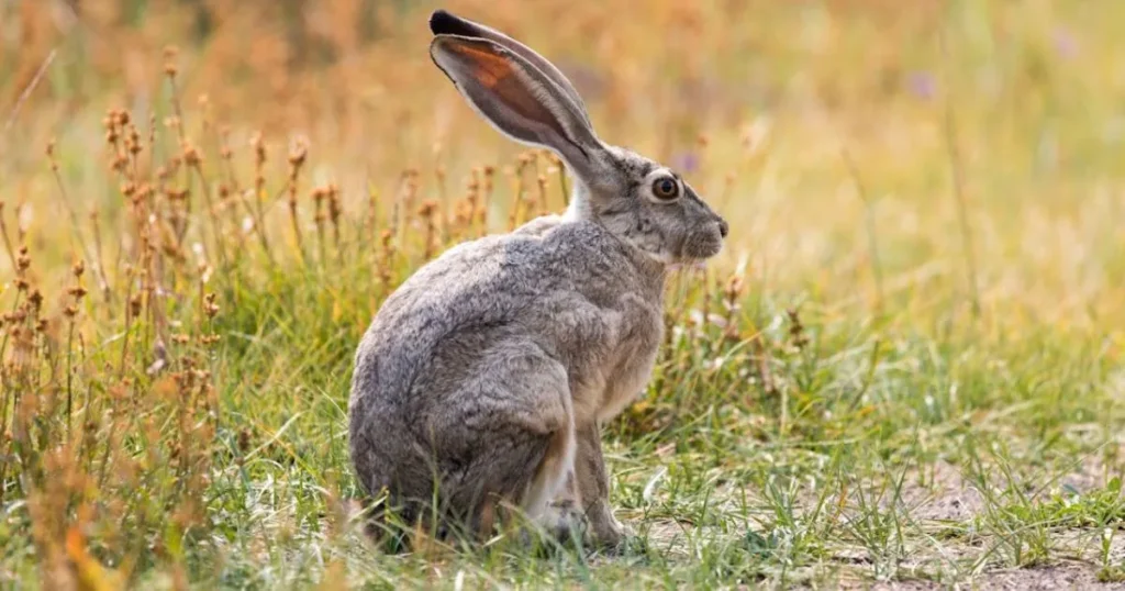 Unique Gray Rabbit Names