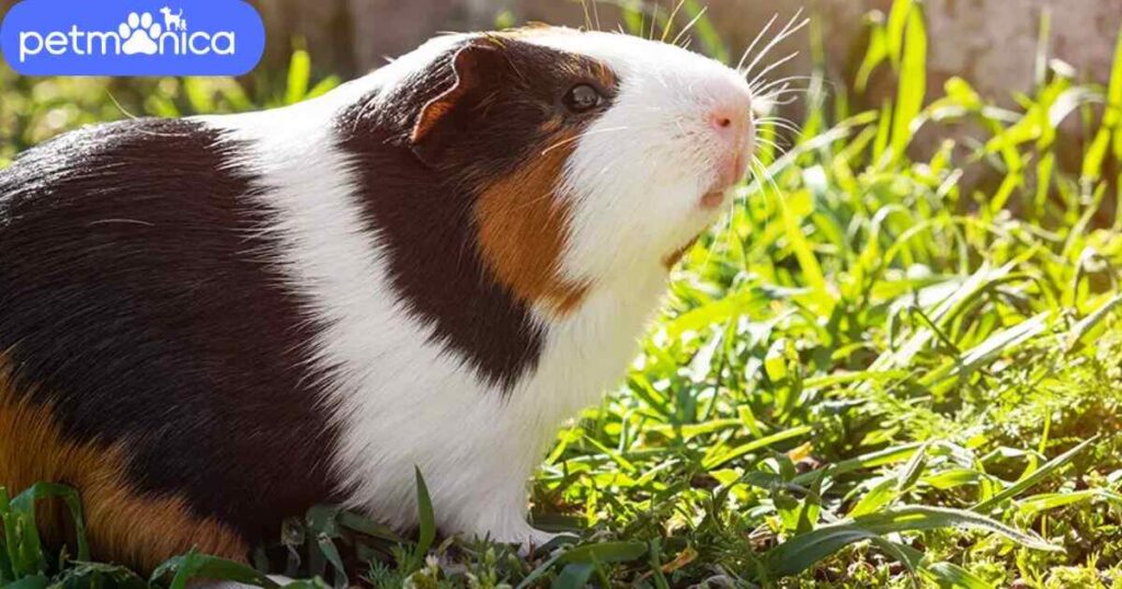 Unique Guinea Pig Names