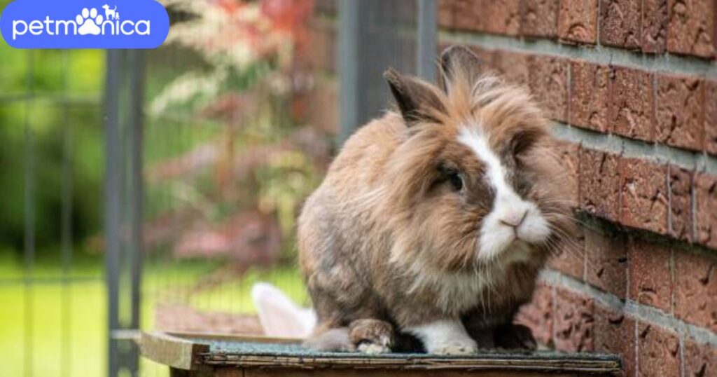 Cute Lionhead Rabbit Names