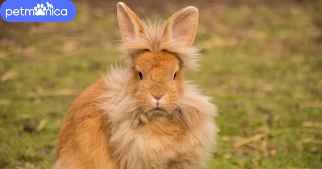 Unique Lionhead Rabbit Names