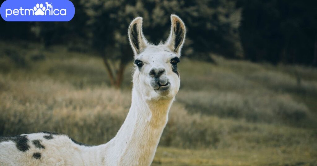 Unique Llama Names