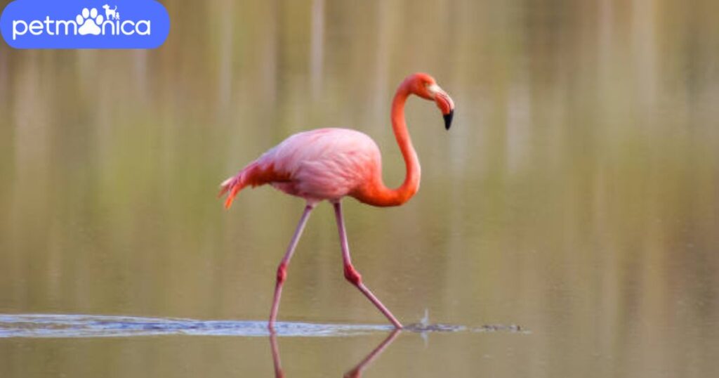 Unique Names for Flamingo