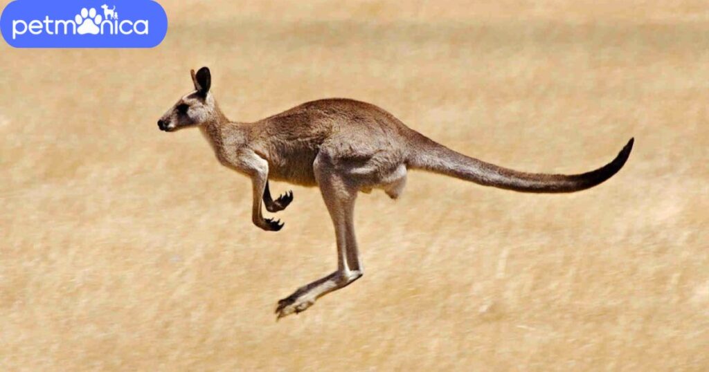 Unique Names for Kangaroo