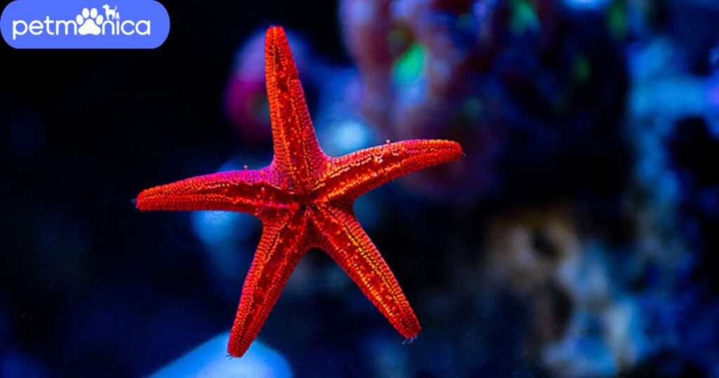 Unique Names for Starfish