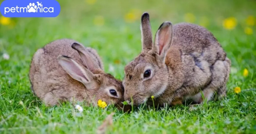 Colour-Inspired Rabbit Names