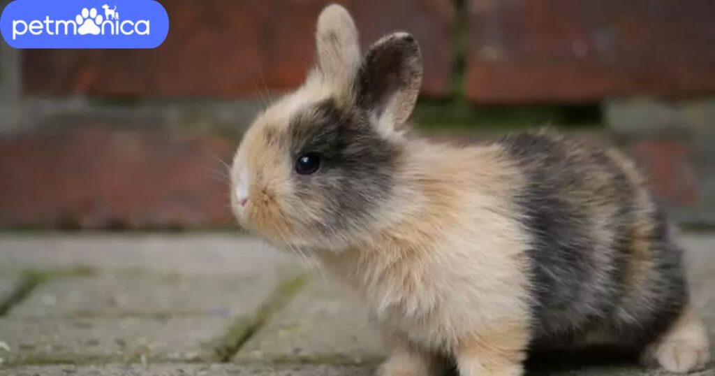 Unique Rabbit Names