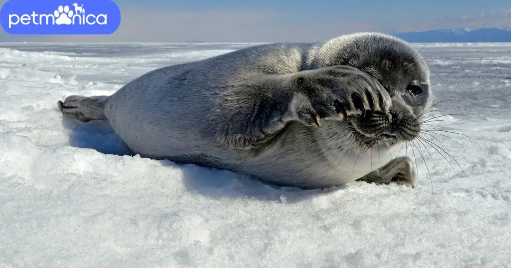 Unique Seal Names