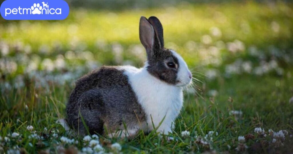 White and Black Rabbit Names