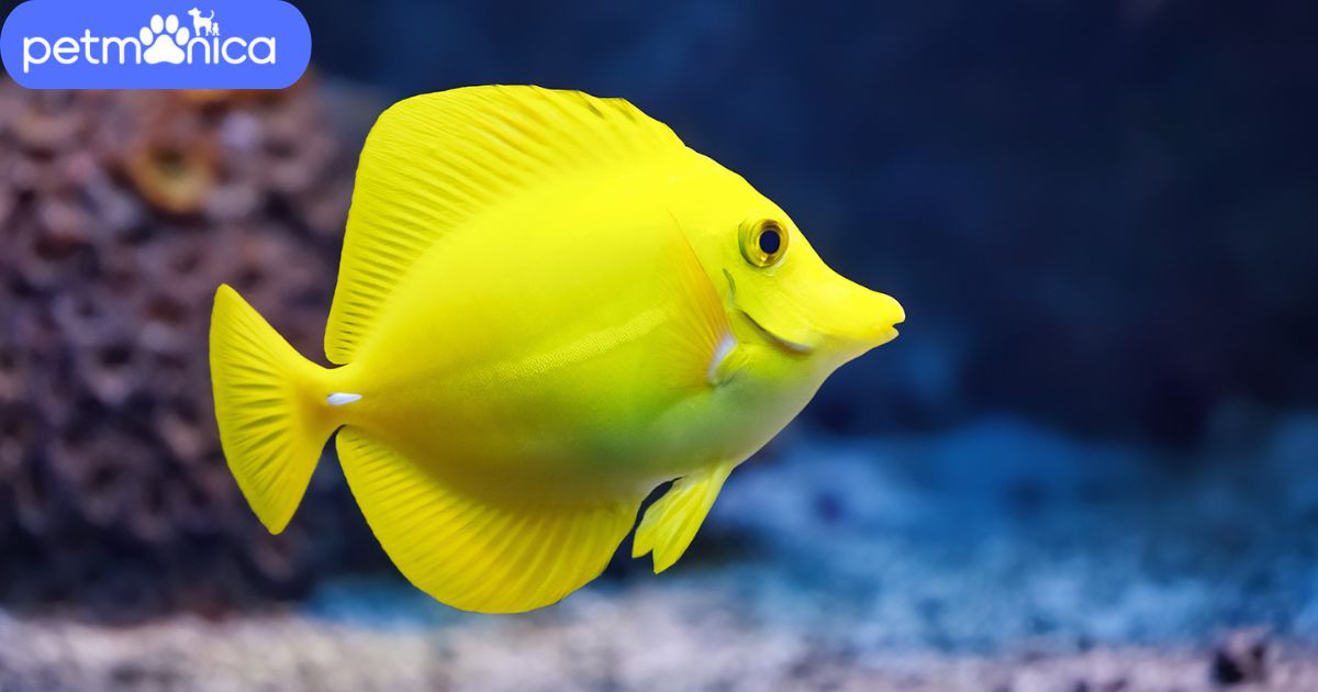 Yellow Fish Names